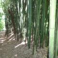Parc reynou 43 