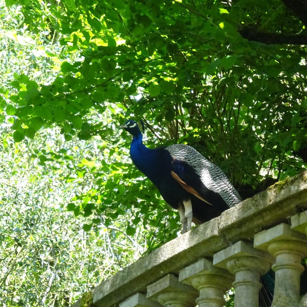 Parc reynou 63 