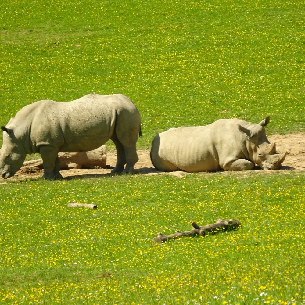 Parc reynou 67 