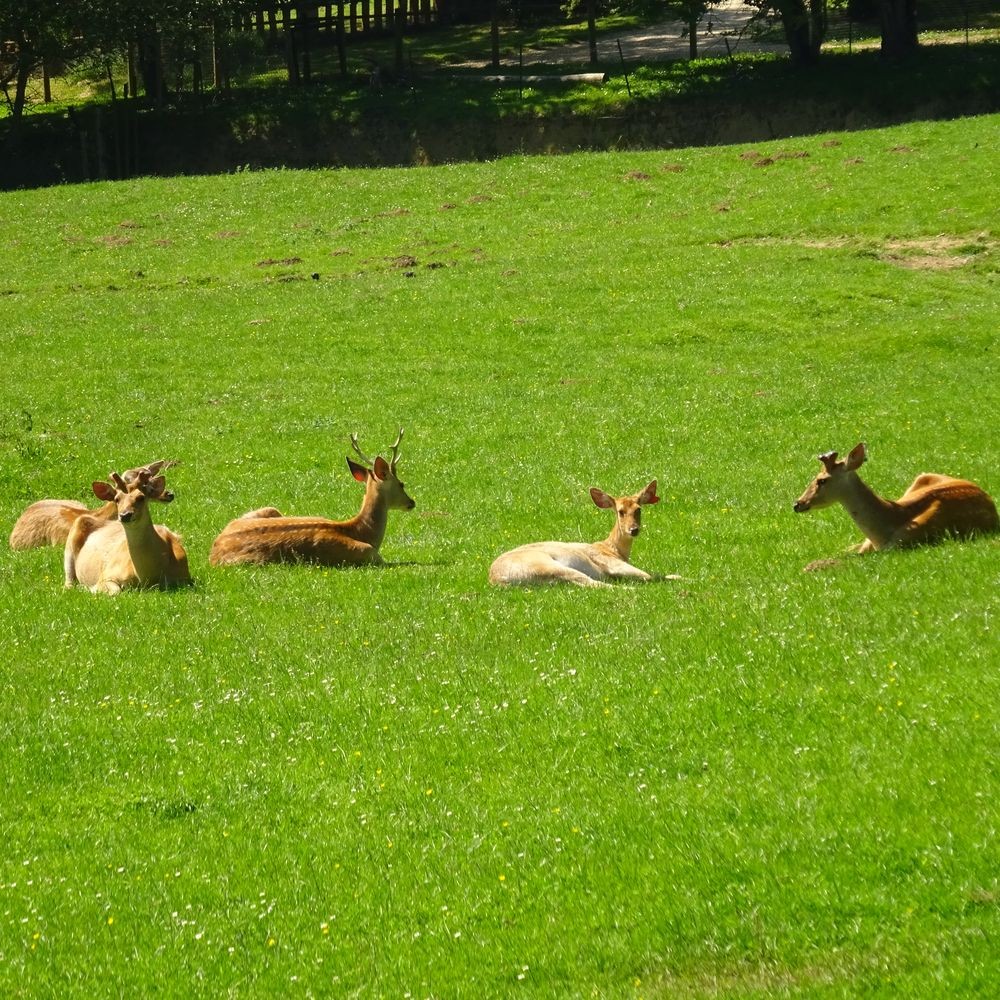 Parc reynou 75 