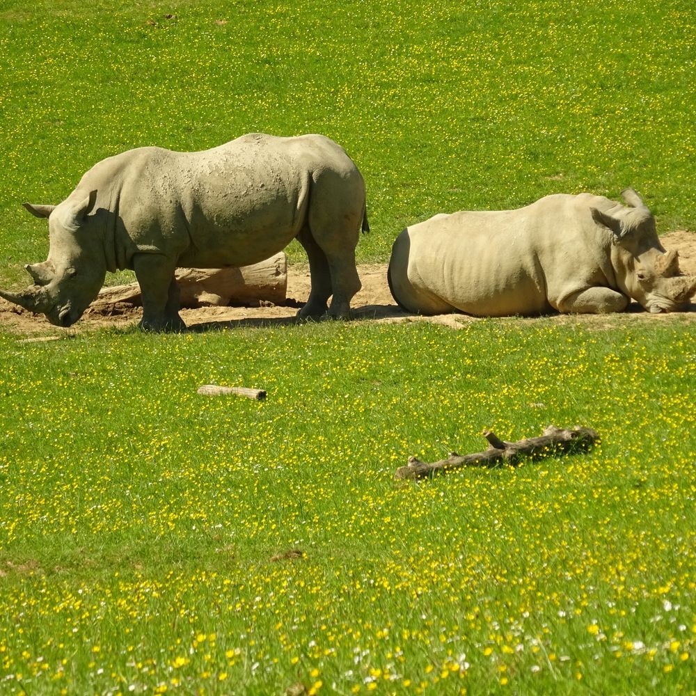 Parc reynou 93 